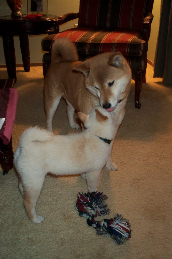 宿命反杀，意甲火枪手的终极对决与希腊神话的箭雨